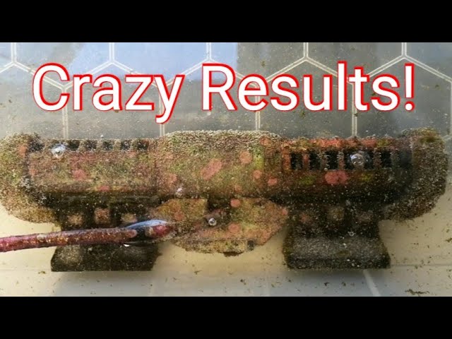 Cleaning Redsea Reefwave 25 with Citric Acid, Amazing results