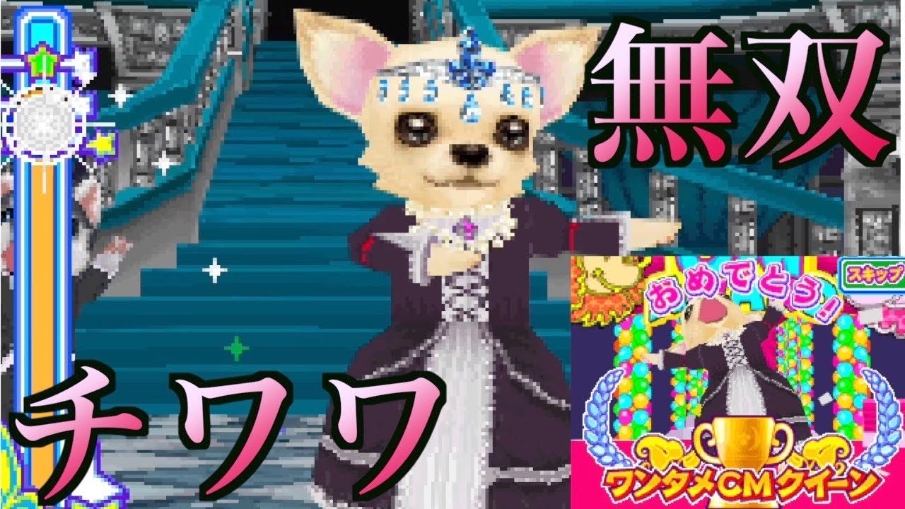 ワンタメ カード ワンタメミュージックチャンネル レア ねこ ワンタメ