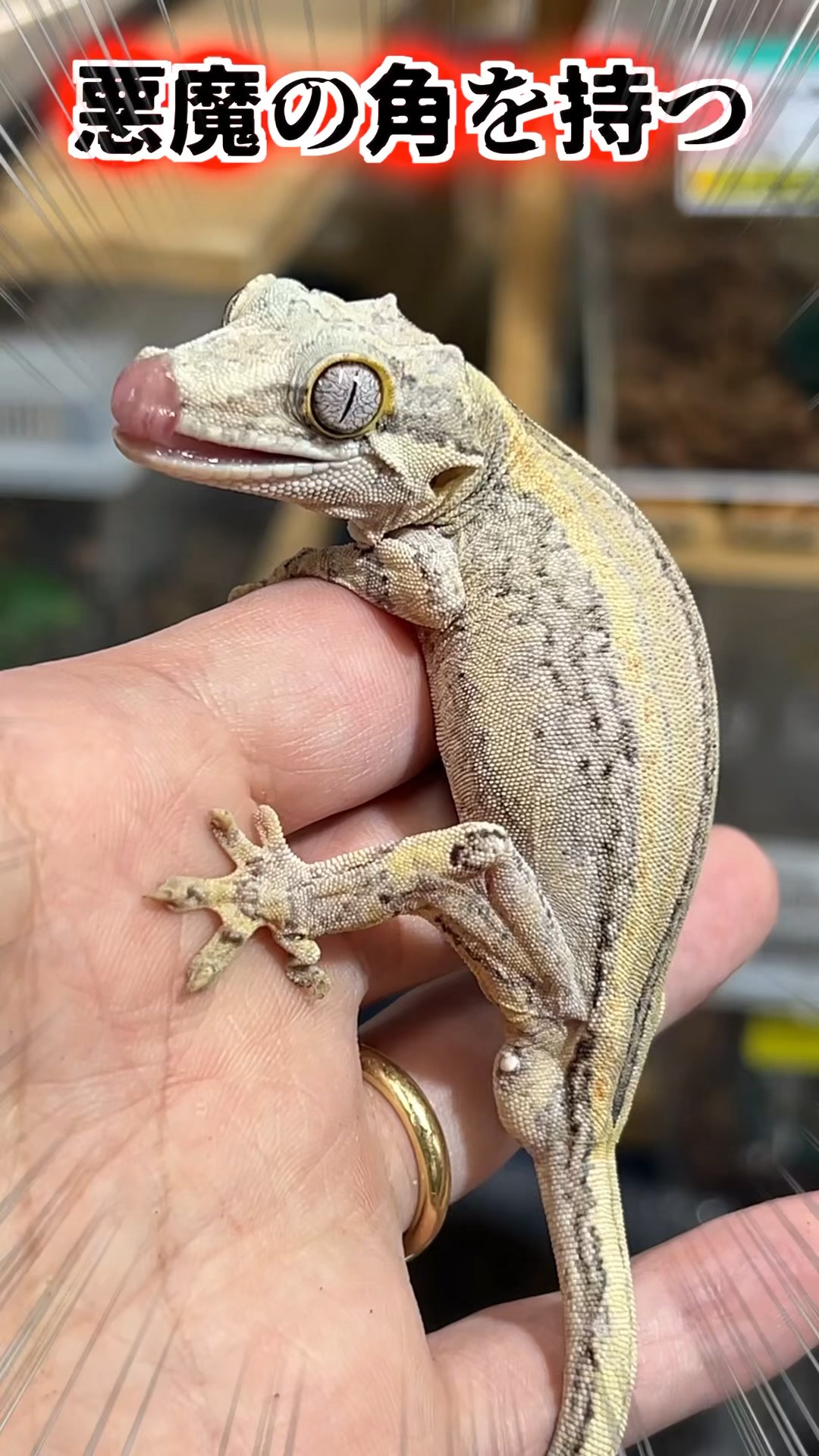 A strange gecko with devil horns! - YouTube