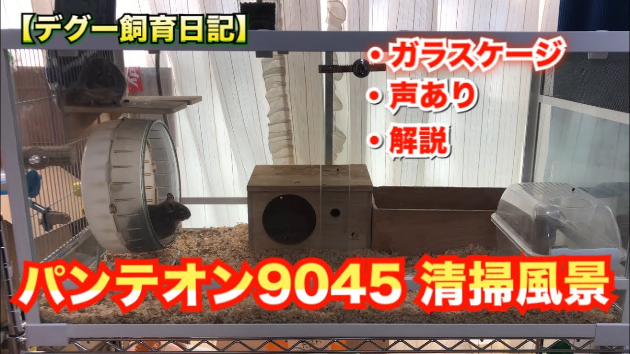 Degu] Pantheon 9045 Cleaning Scene Usage Commentary Degus Glass