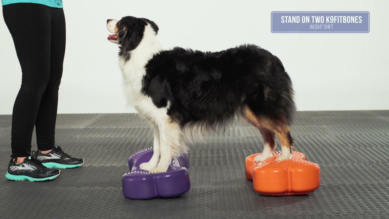 FitPaws® CanineGym® K9FITbone™ Balance Platform - YouTube