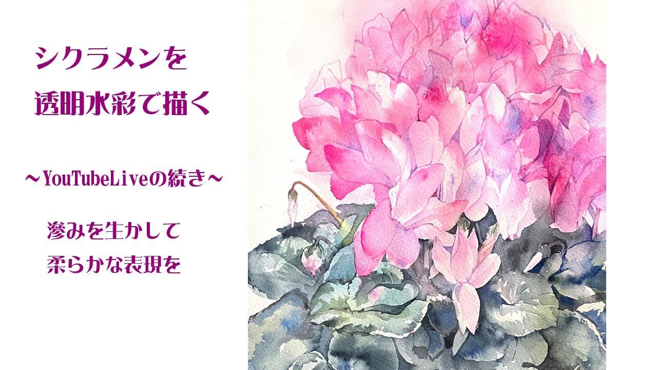 透明水彩画原画ピンクのシクラメン 82987013351f9eeb8a7b0712b234dd