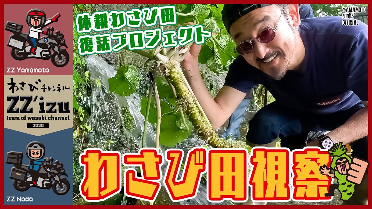 休耕わさび田復活応援】ZZ'izuでわさび田を視察【わさびチャンネル318