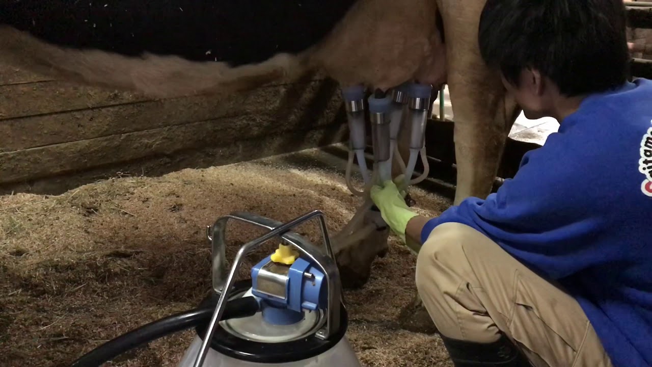 Have you ever seen a cow being milked? 2020.3 Saitama Children's