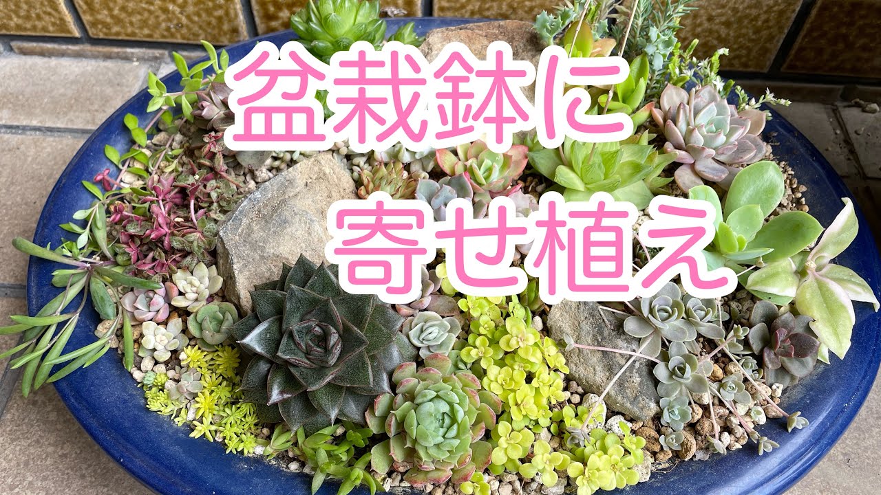 盆栽 山野草 サボテン 植物 葵花鉢 盆栽鉢 時代盆栽鉢燿山長方鉢山