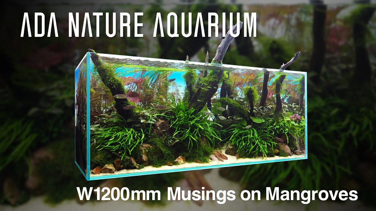 ADAview] Musings on Mangroves マングローブに思いを馳せて -W1200mm