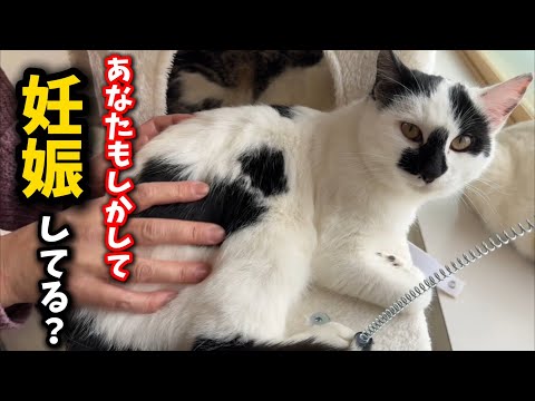 Cat rescued from farm greenhouse suspected to be pregnant - YouTube