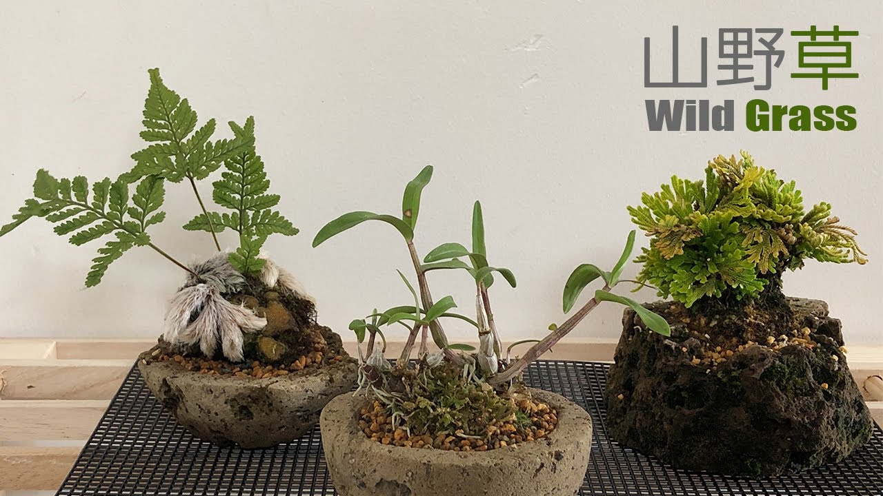 山野草を軽石鉢に植替える.。／Replant wild grass into pumice pots