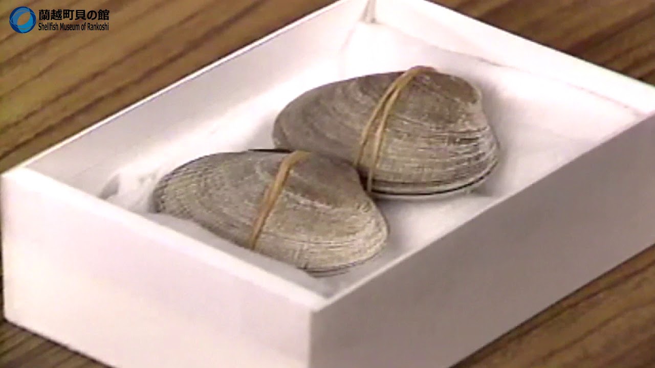 貝の標本の作り方 - YouTube
