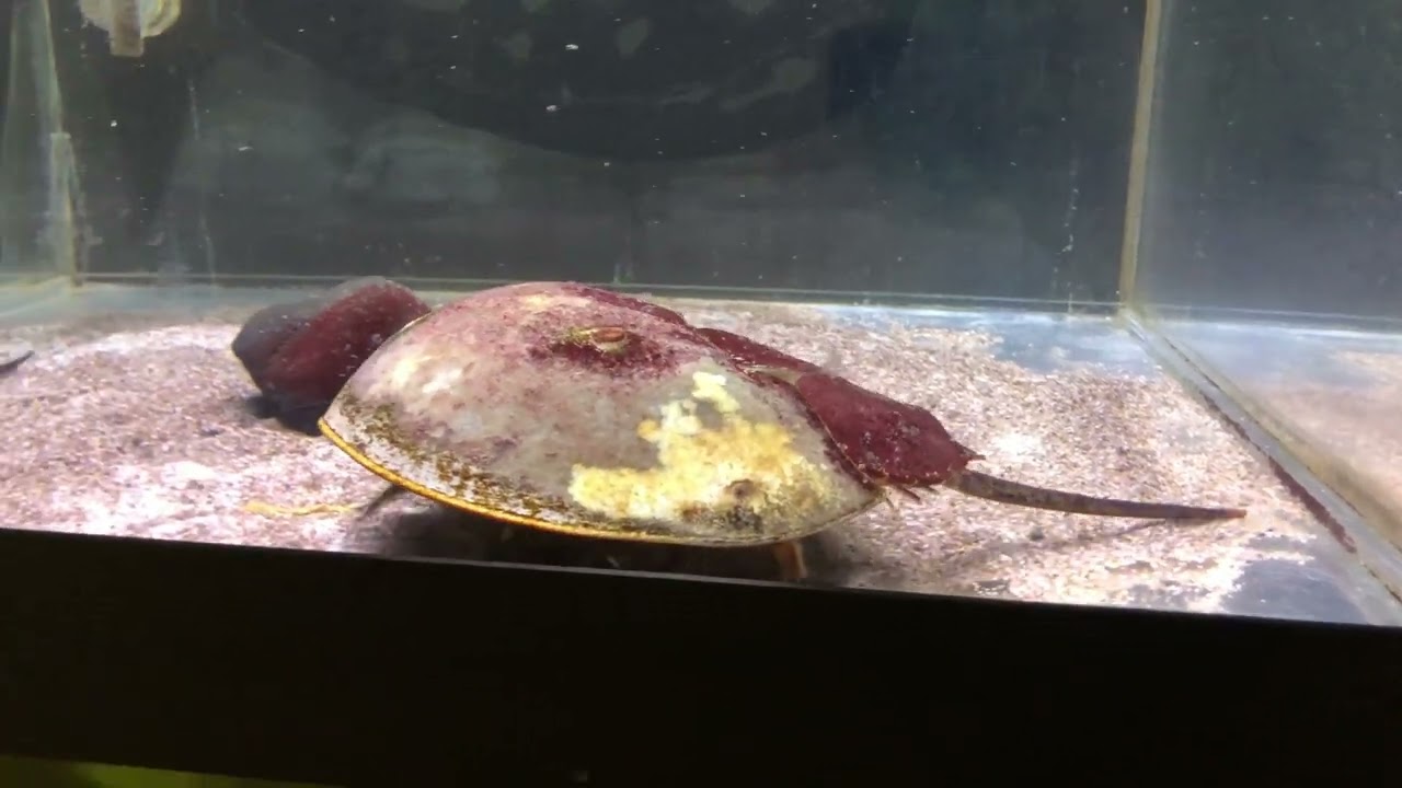 maxresdefault.jpg?sqp=-