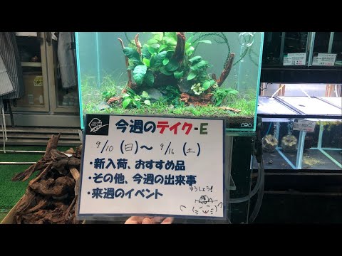 hqdefault.jpg?v=6505832c