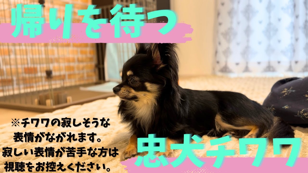 毒チワワ様取り置き 毒チワワ様取り置き