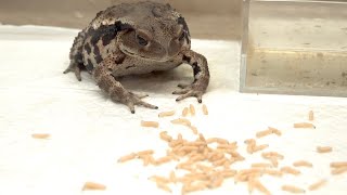 This is what happens when you scatter a large number of maggots in