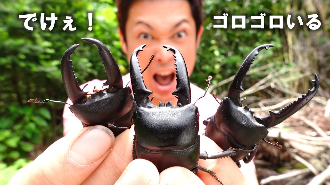 特大個体】 ツシマヒラタクワガタ ♂約80mm 標本 ツシマヒラタ ツシマ