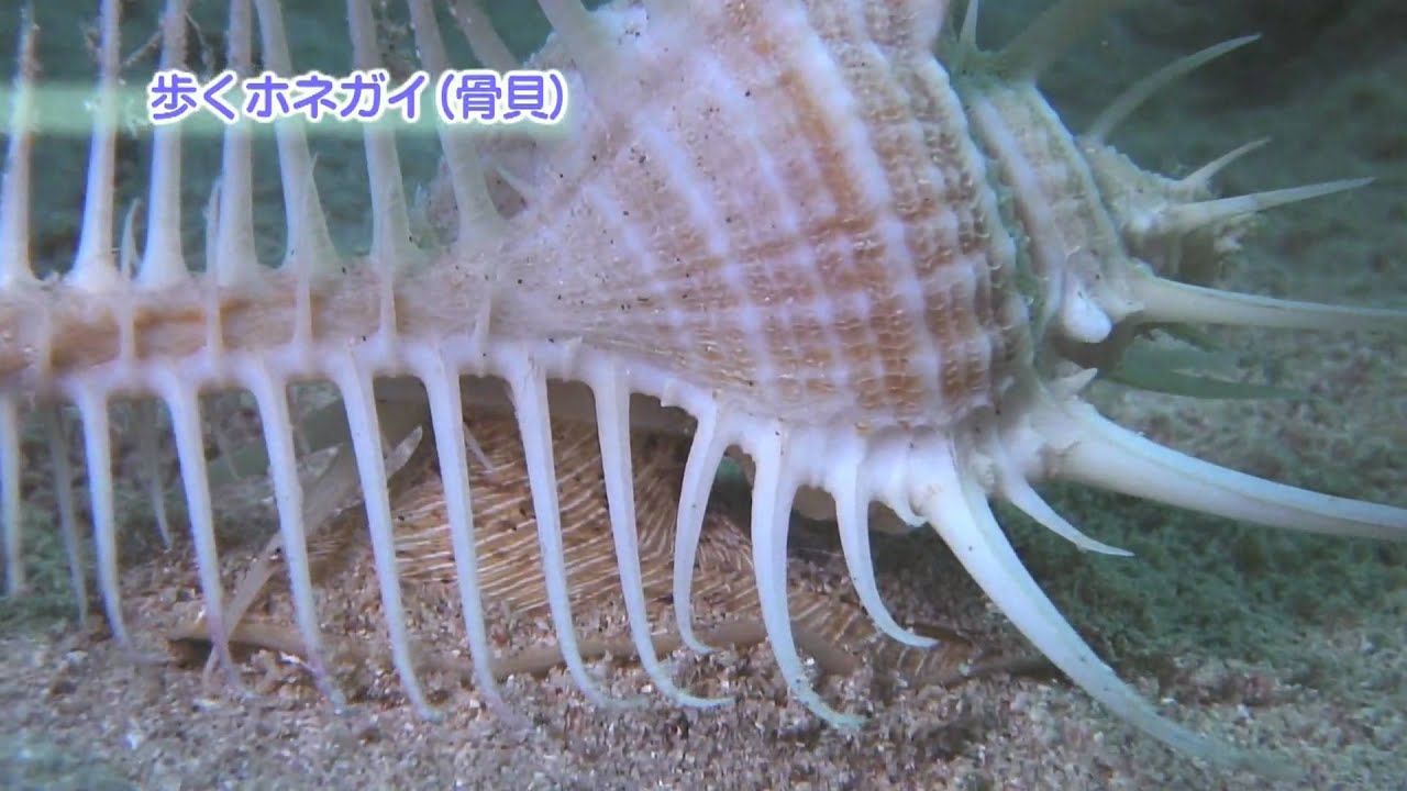大浦湾100番勝負！その1.歩くホネガイ（骨貝）-Venus Comb- - YouTube