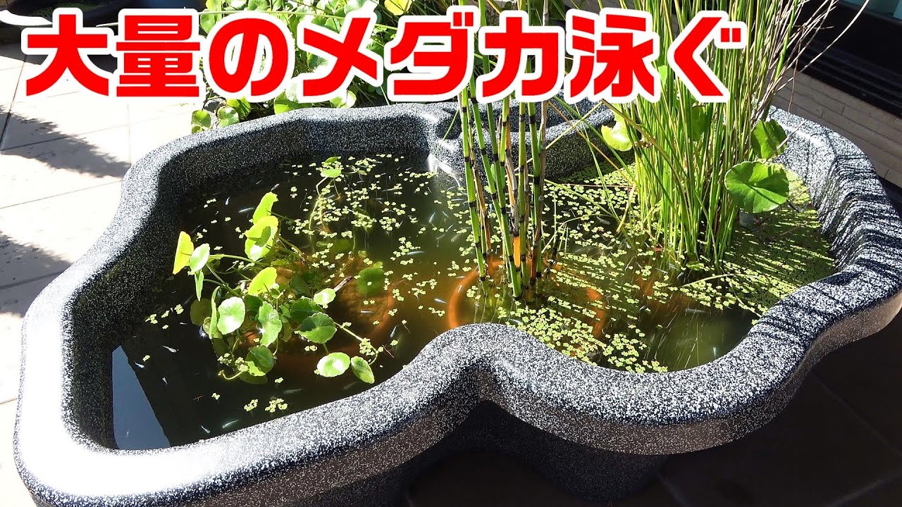 ☆メダカ等の鑑賞用 プラ池 ひょうたん池 みかげ調