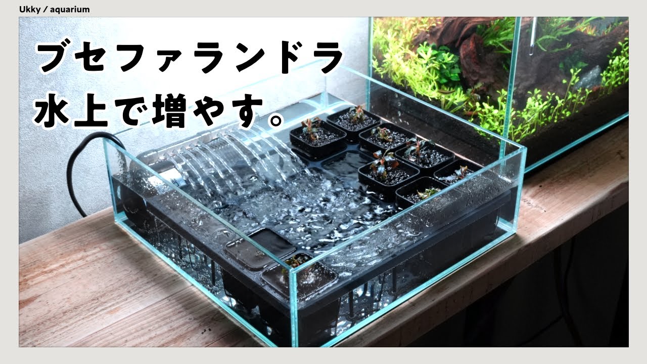 ブセファランドラ 4種セット 水上育成