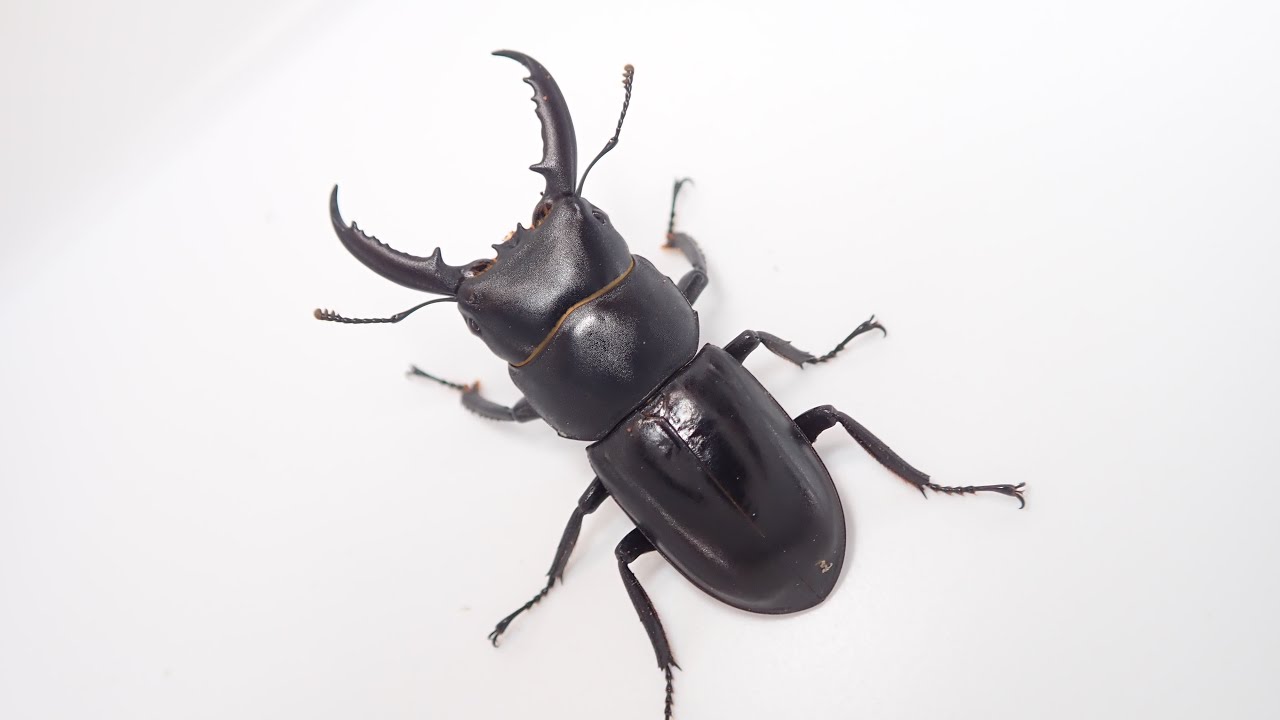 長崎県 対馬 チョウセンヒラタクワガタ 採集記 - stag_beetle_japan