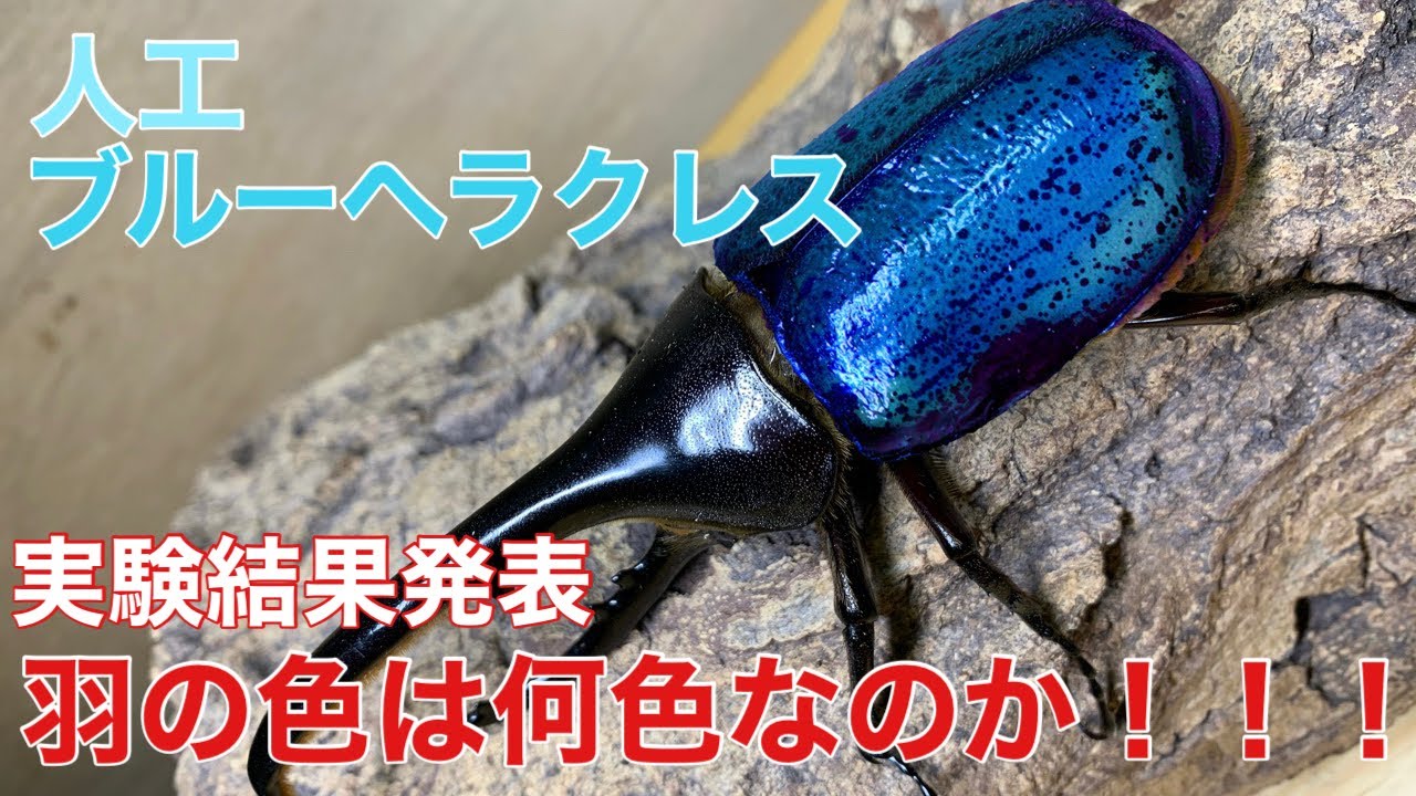 ヘラクレスオオカブトブルー