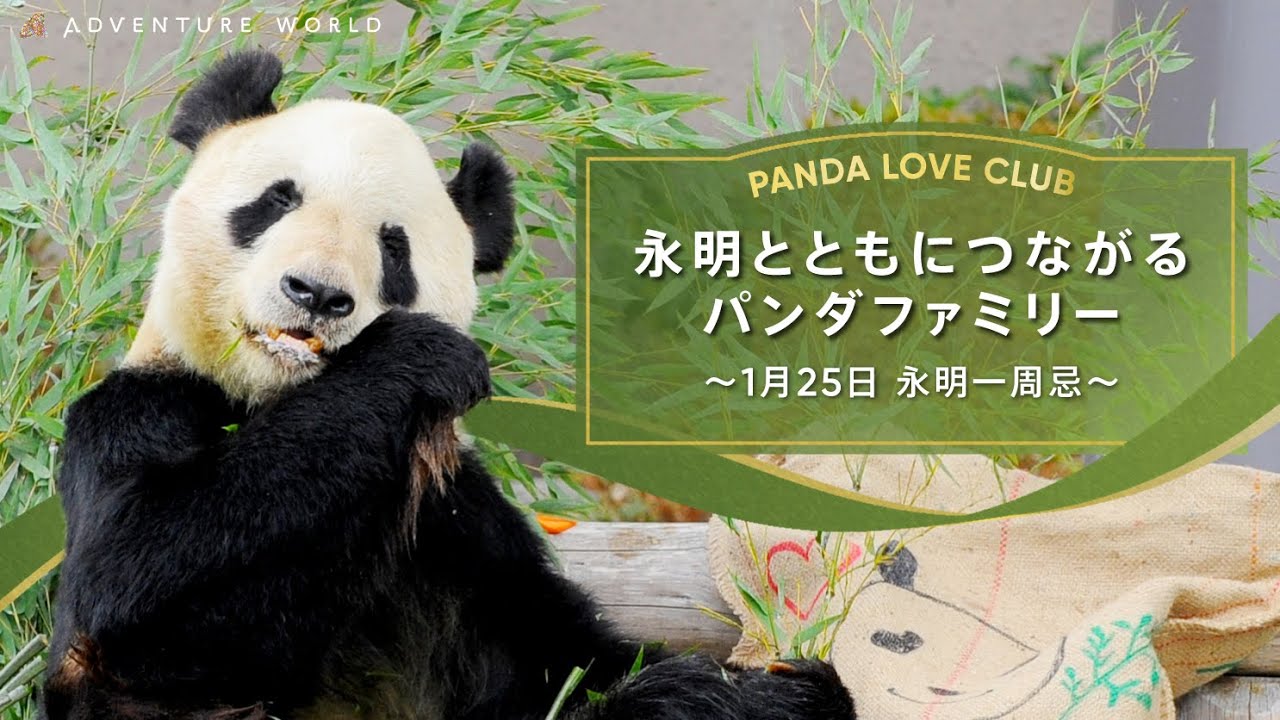 PANDA LOVE CLUB - Panda Family Connected with Eimei - First