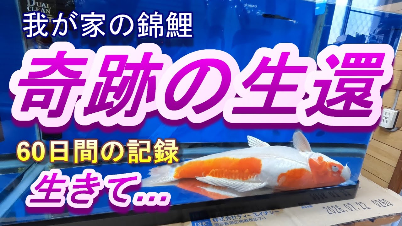 錦鯉愛好家の黒岩さんに、こいこいアクアの使用例を紹介していただき