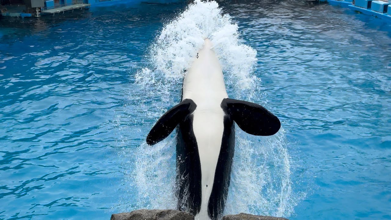 レア】名古屋港水族館 シャチ リンちゃん ステラ ポスター① レア