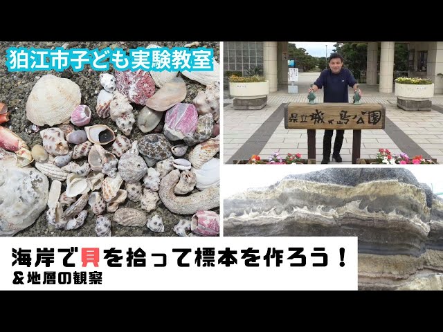 貝の標本を作ろう！ - YouTube