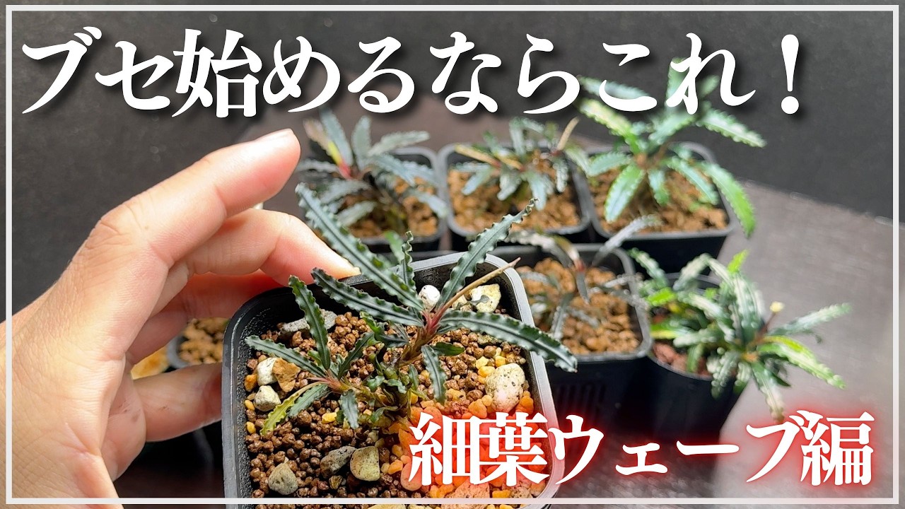 A must-see for Bucephalandra beginners!] If you're starting out