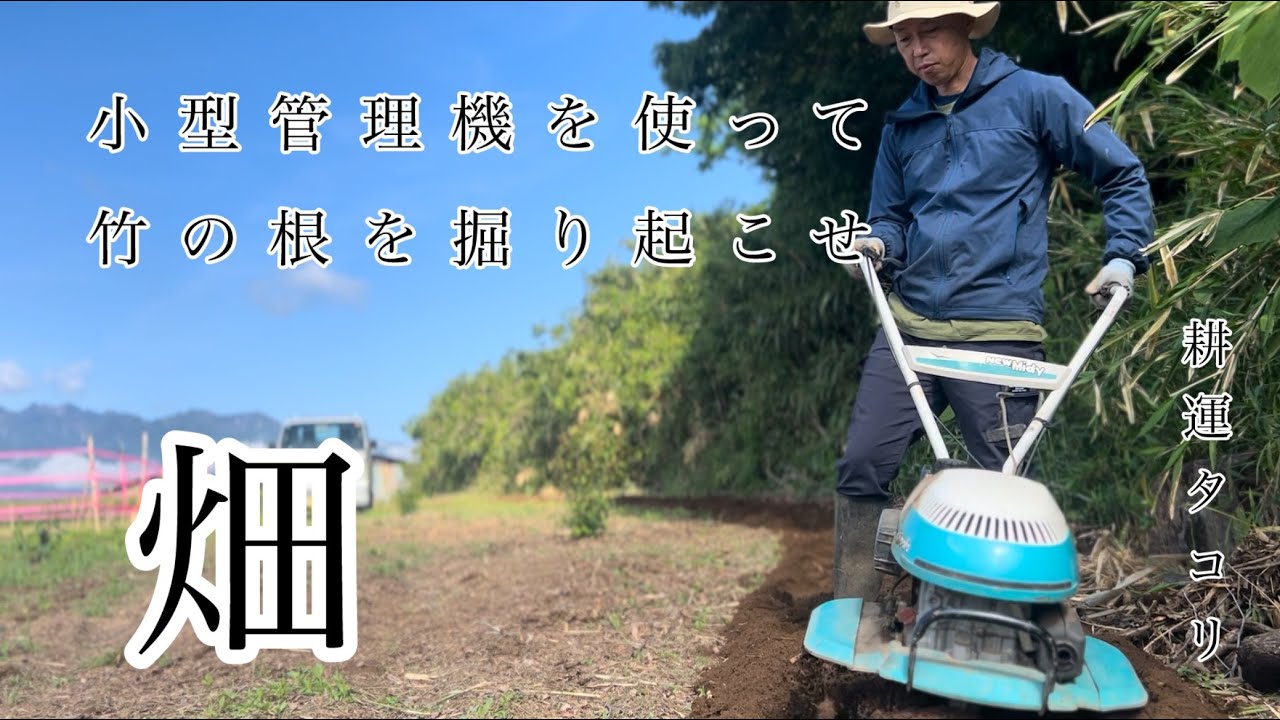 I'm really interested in the bamboo. Cutting the bamboo roots