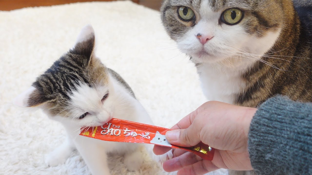 初ちゅーるが美味し過ぎて豹変する子ねこ。-The treat is so delicious