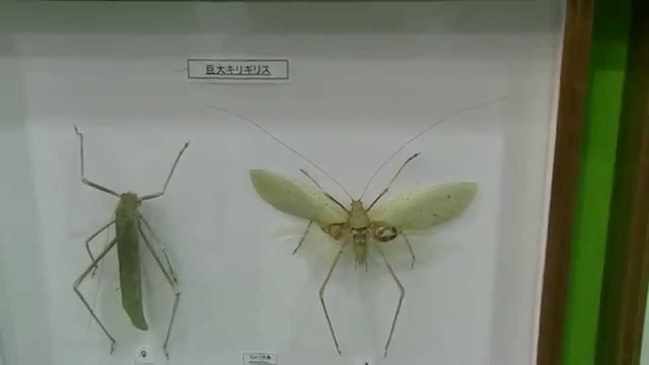 ☆昆虫標本☆【オオクツワムシ】マレーシア産Archbacris tenuipes