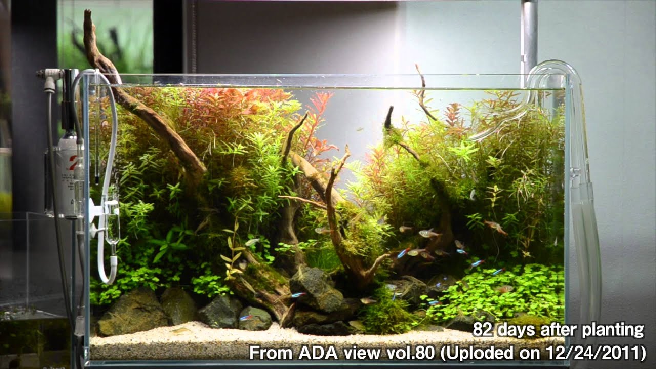 ADA 60㎝セット(引き取り専用) 引取限定」ADA 60cm 水槽、キューブ