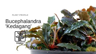 Bucephalandra 'Kedagang' - YouTube