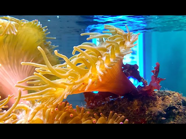 サンゴイソギンチャク Bubble-tip anemone Entacmaea quadricolor