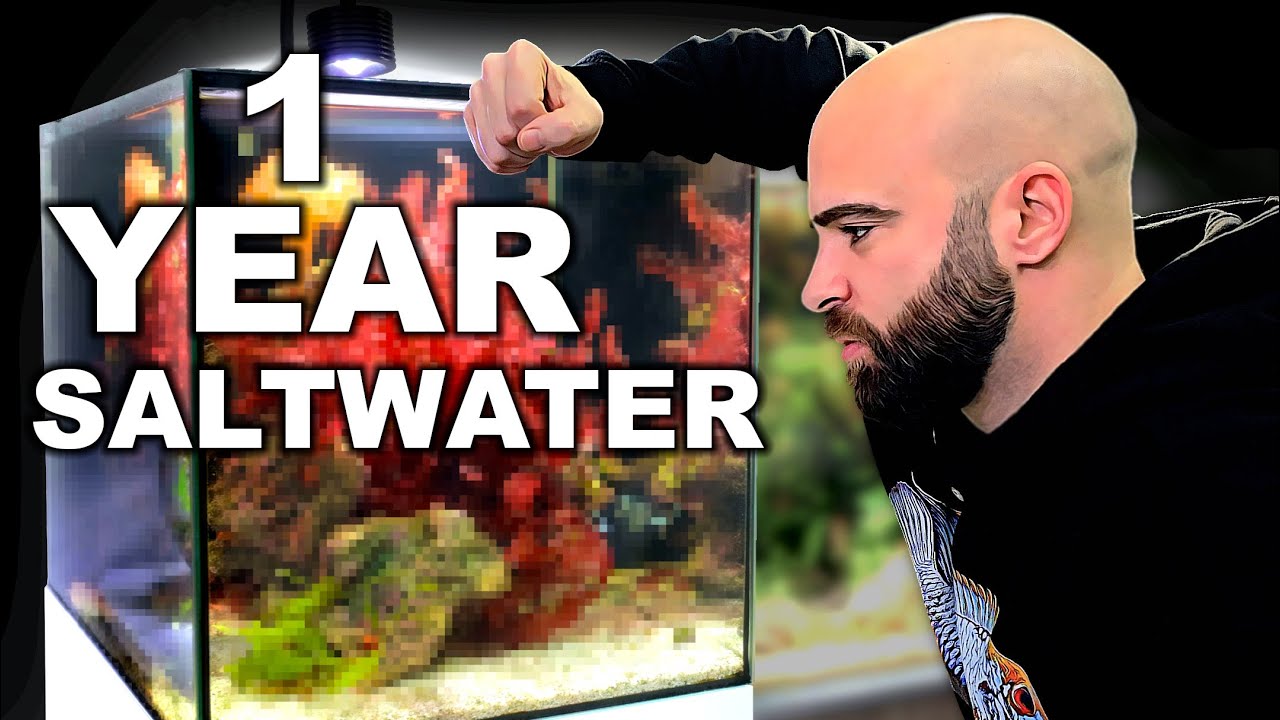 Seachem Pristine 4L デトリタス分解 Seachem Pristine Review | How