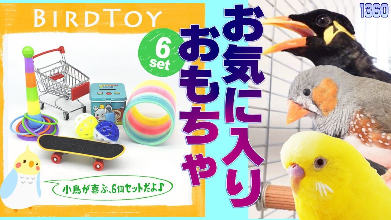 鳥が大喜びのオモチャ発見！スケボー・ボール・輪投げなど｜九官鳥