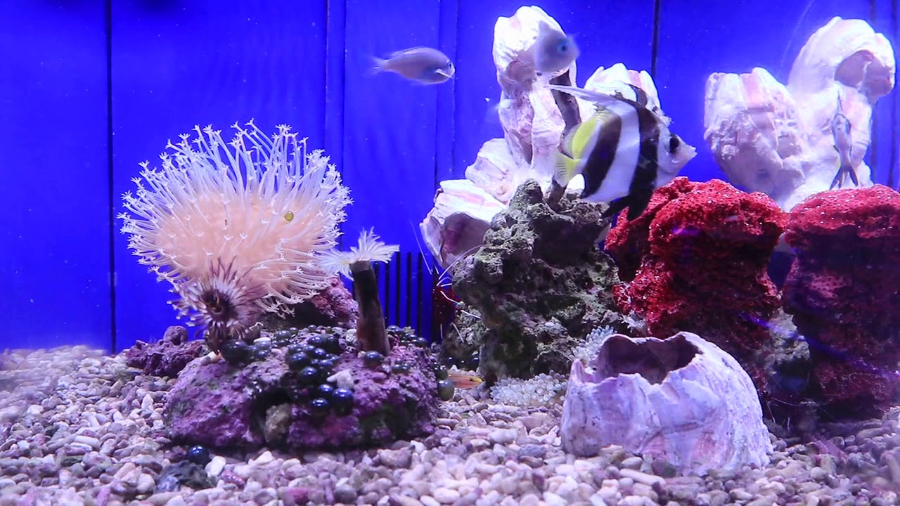 大阪直接引渡】かんたん槽 水槽 日海センター NK45 中古 海水魚用 大阪