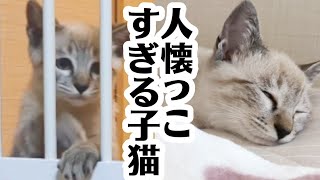 yama@猫飼っています 修理、連絡ページ yama@猫飼っています 様 専用