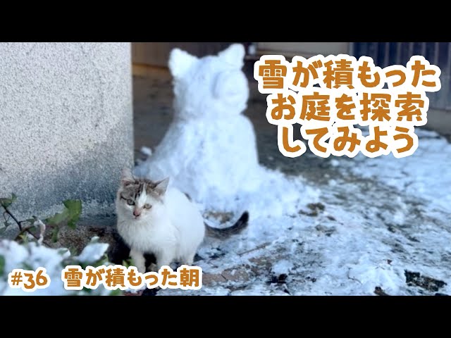 36 Snowy morning - YouTube