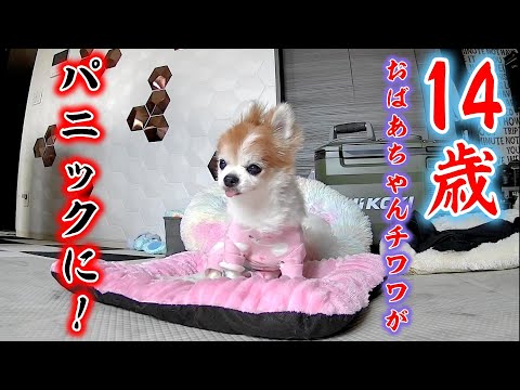 チャッピー様リクエスト作品『いぬづくし』 ビックリワンココ あたしの