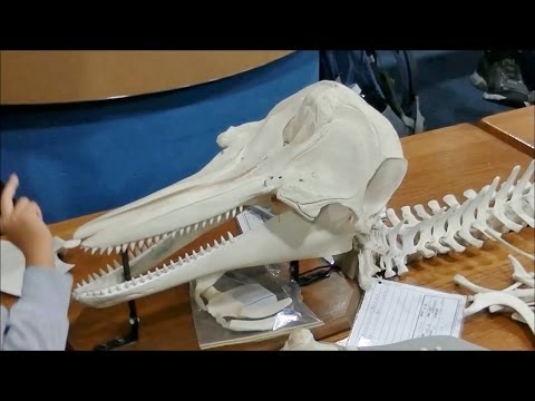 イルカの飼育ミニ講座 2 】 イルカの骨を組み立てよう ～本物のイルカ