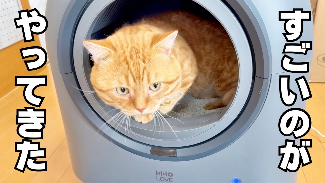 すごいおしゃれな猫トイレがやってきた！【HHOLOVE自動猫トイレPro L1
