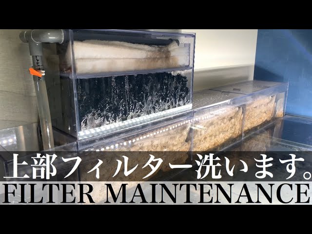 アロワナ混泳水槽の上部フィルター洗います。 - YouTube