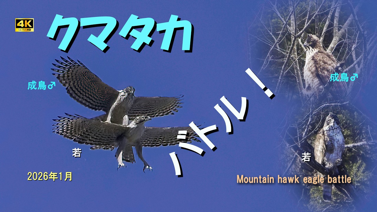 Mountain Hawk-Eagle (Battle!) January 2026 - YouTube