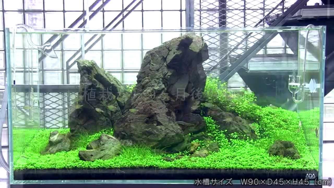 ADAview] AJ224連動 90cm水槽 万天石石組レイアウト - YouTube
