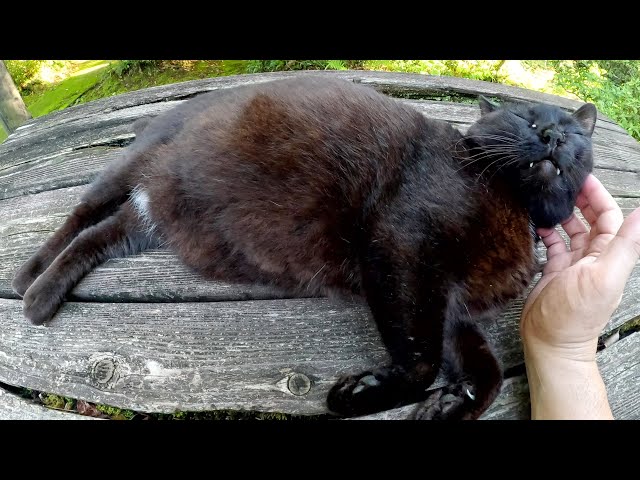 A bear-like black cat lies on a table and enjoys the sunset - YouTube