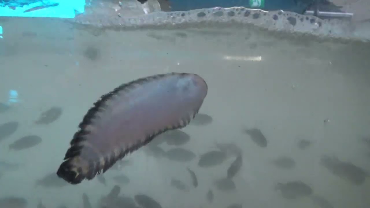 一点物】レントゲン魚拓舌平目