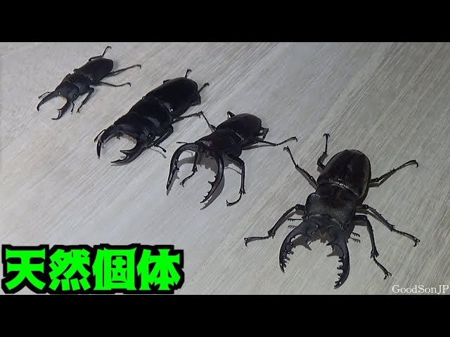 ☆昆虫採集☆虫取り網☆最長6m18cm クワガタムシ・カブトムシの