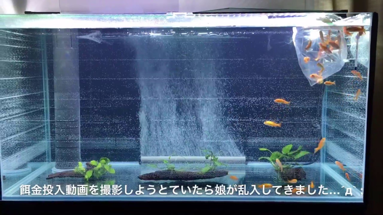 90cmガラスオーバーフロー水槽