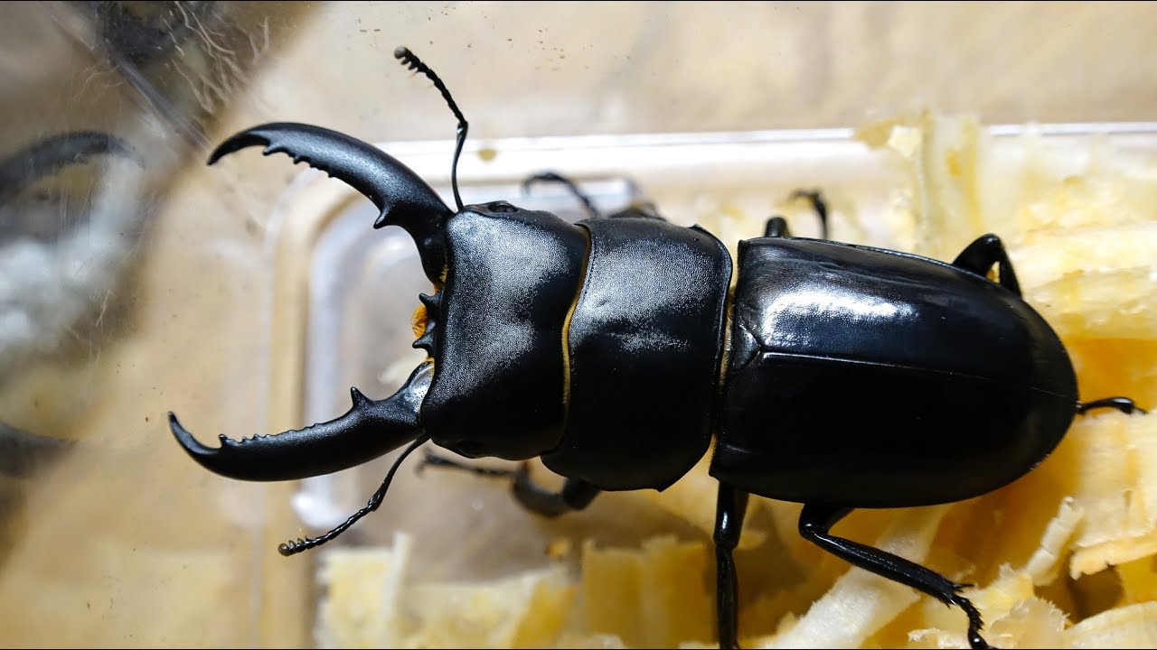 外国産クワガタ標本】チョウセンヒラタクワガタ♂/韓国.智異山産/77.8mm